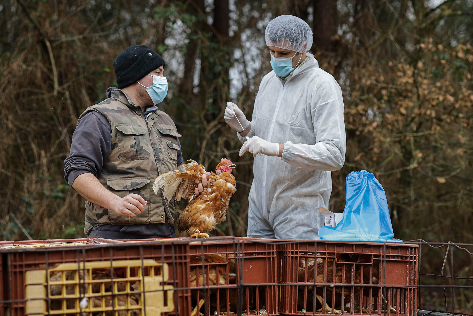 Avian Influenza: Navigating the Bird Flu Threat